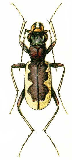 Cephalota galathea