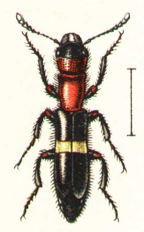 Denops albofasciatus