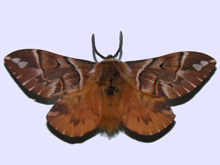 Endromis versicolora, female 