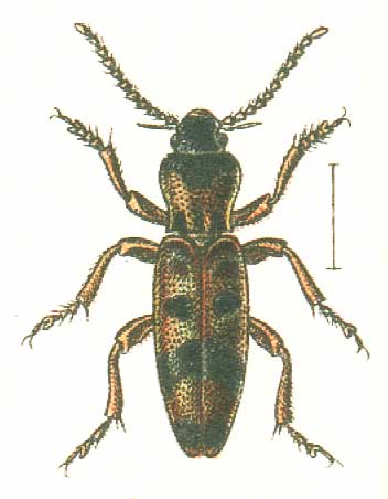 Hypulus bifasciatus