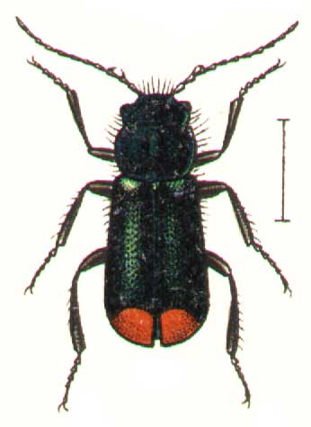 Malachius bipustulatus