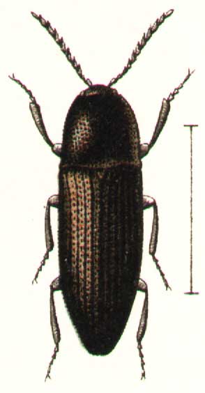 Melanotus niger