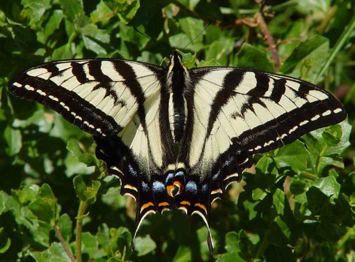 Papilio (Pterourus) eurymedon