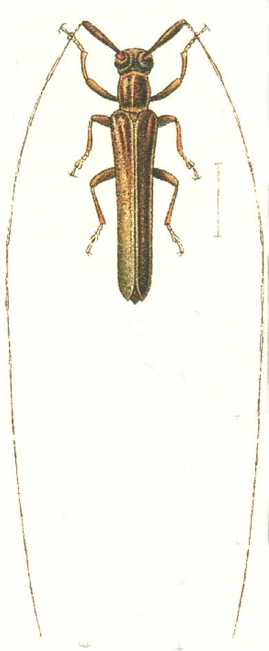 Pseudocalamobius japonicus