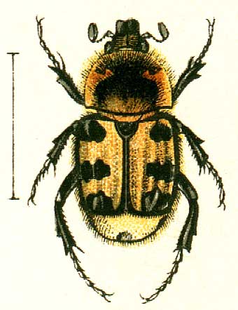 Trichius fasciatus 