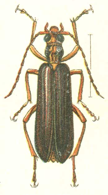 Xanthochroa carniolica