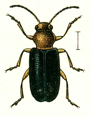 Zeugophora scutellaris