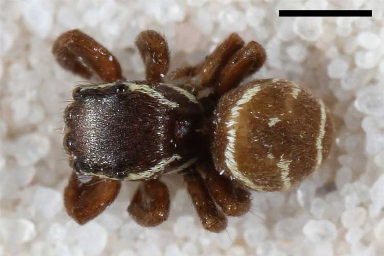 Zygoballus incertus female