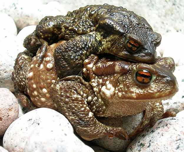 Amplexus of European Common Toad