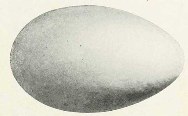 Aechmophorus occidentalis egg