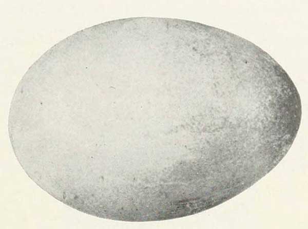 Aethia psittacula egg