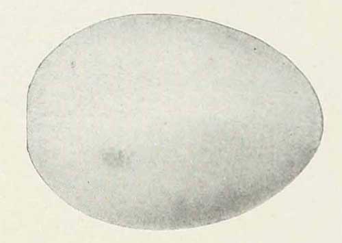 Aethia pusilla egg