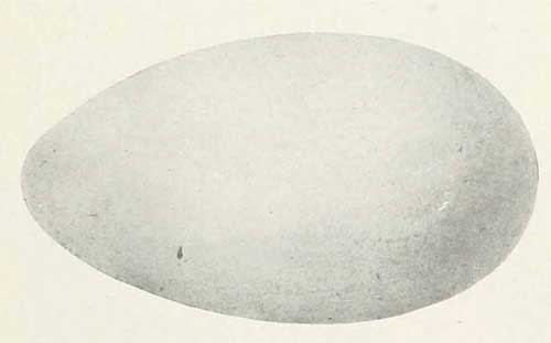 Brachyramphus brevirostris egg