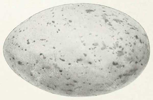 Brachyramphus marmoratus egg
