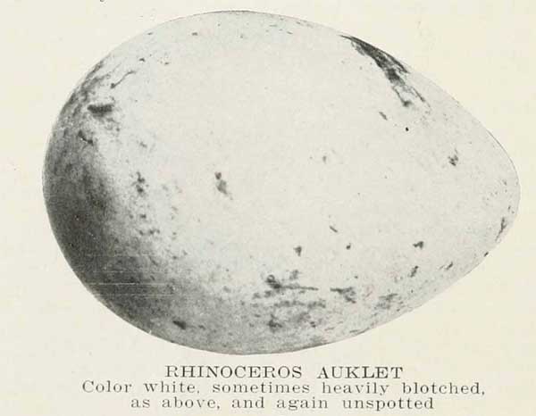 Cerorhinca monocerata egg