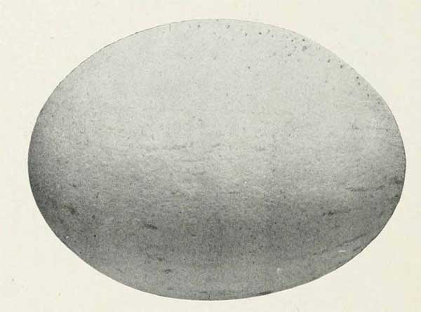Fratercula cirrhata egg