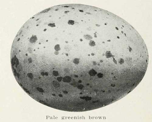 Larus glaucescens egg