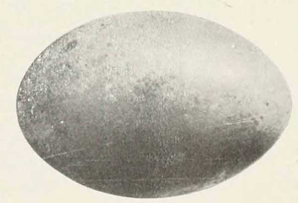 Podilymbus podiceps egg