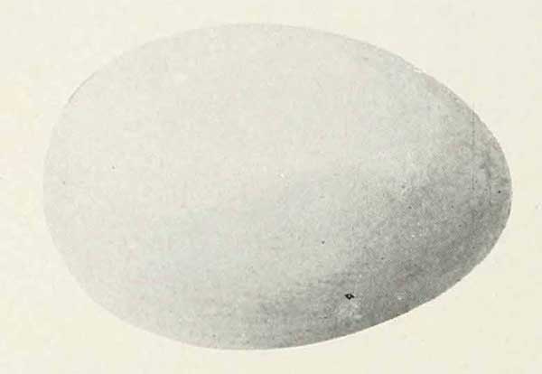 Ptychoramphus aleuticus egg