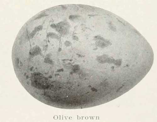 Stercorarius longicaudus egg