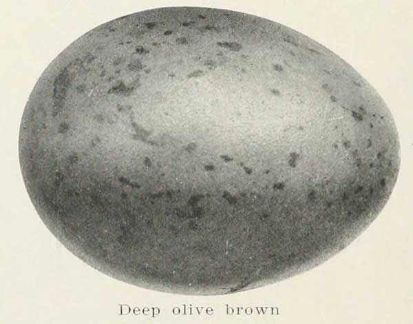 Stercorarius pomarinus egg