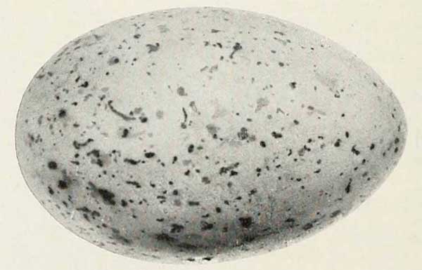 Synthliboramphus antiquus egg