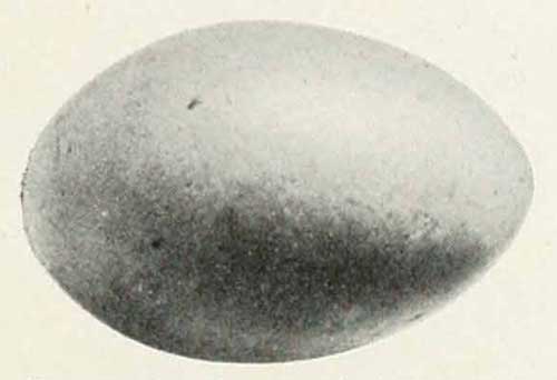 Tachybaptus dominicus brachypterus egg