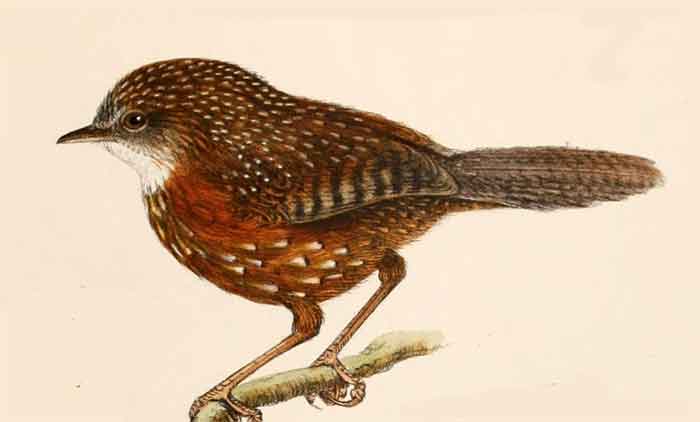 Spelaeornis caudatus
