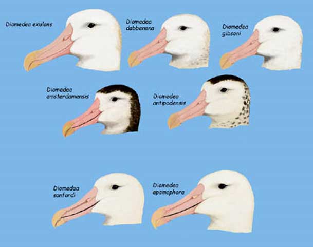 Facial features of various Diomedea species