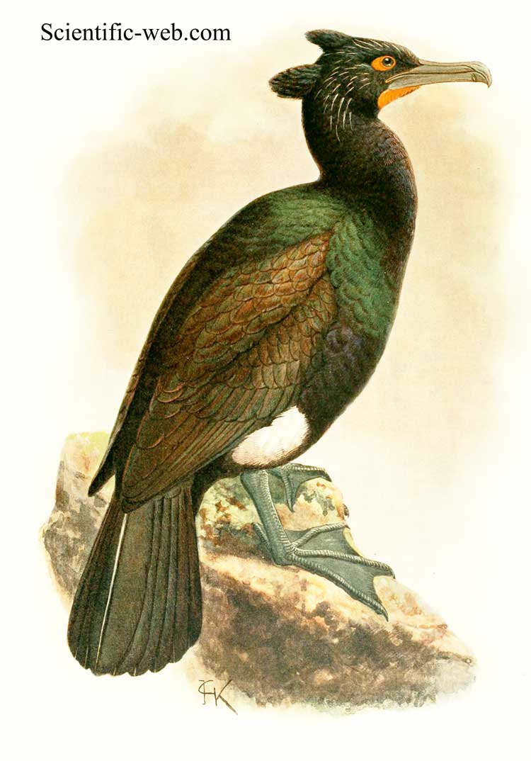 Phalacrocorax perspicillatus