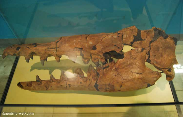 Basilosaurus isis