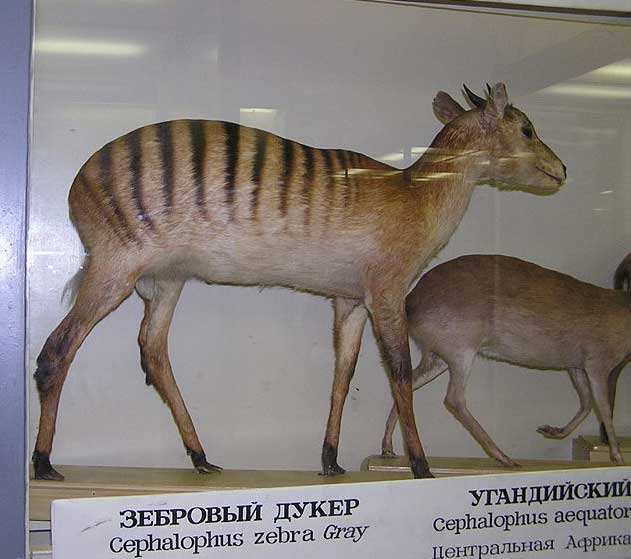 Cephalophus zebra