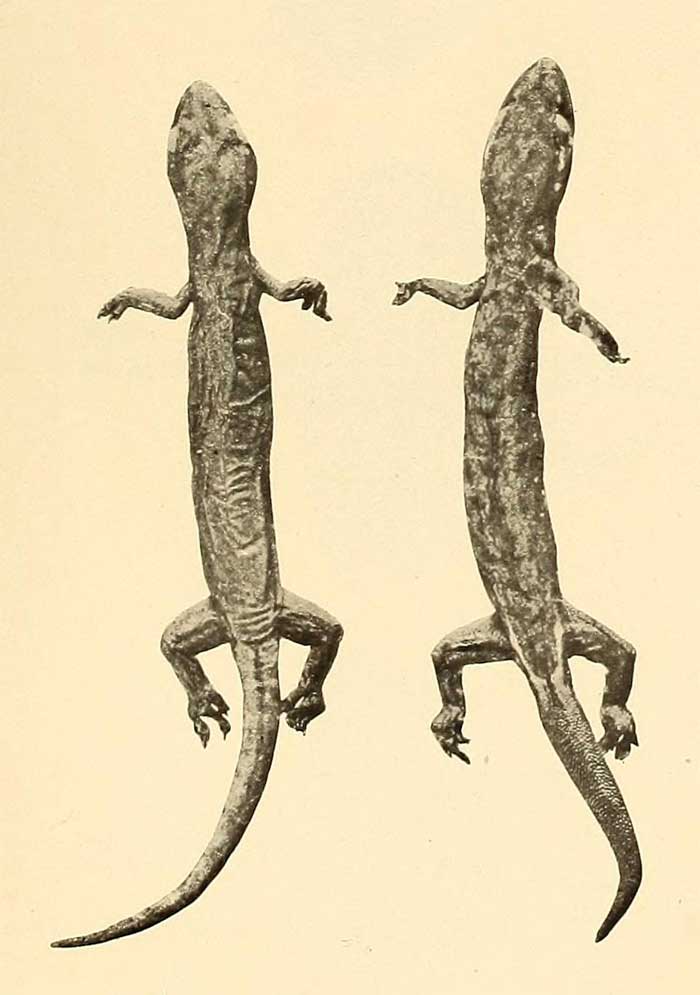 Hemiphyllodactylus insularis