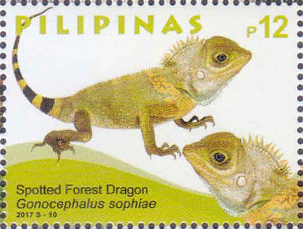 Gonocephalus sophiae