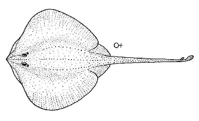 Arhynchobatis asperrimus