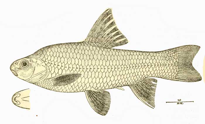 Sarcocheilichthys sinensis