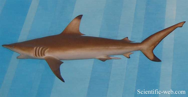 Carcharhinus melanopterus 