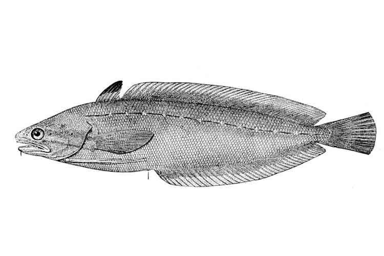 Urophycis regia