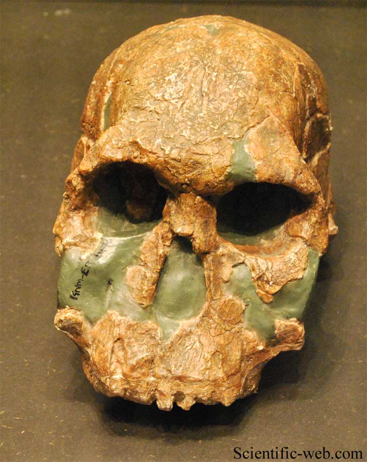Homo habilis (or Homo rudolfensis) KNM-ER 1470