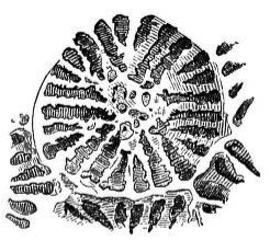 Fig. 20. Limestone parts of an individual of Astrangia; magnified.