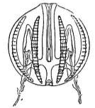 Fig. 27. Pleurobrachia seen at right angles to the plane in which the tentacles are placed. (Agassiz.)