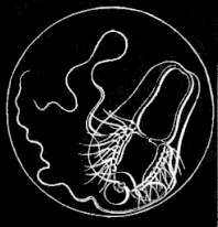 Fig. 35. Young Pleurobrachia swimming about in the egg just before hatching; magnified.