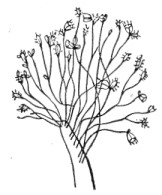 Fig. 88. Colony of Coryne