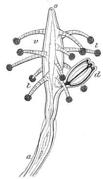 Fig. 89. Magnified head of Coryne