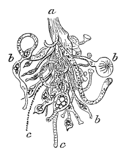 Fig. 118. Bunch of Hydræ; a base of attachment, b b b single Hydræ, c c tentacles. (Agassiz.)