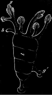 Fig. 129. Somewhat older Cuvieria; l body, g tentacle round mouth, g' testaete of sole, b madreporic tentacle.