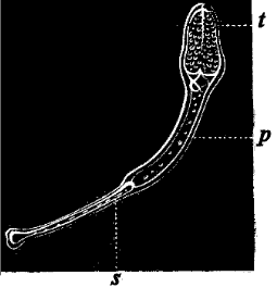 Fig. 137. Pedicellaria of Sea-urchin; s stem, p base of fork, t fork.