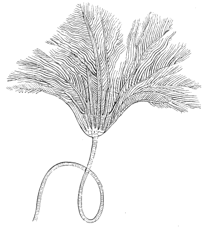 Fig. 152. Fossil Pentacrinus.