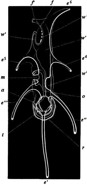 fig. 167