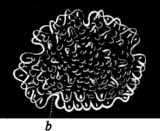 Fig. 168. Star-fish which has just resorbed the larva